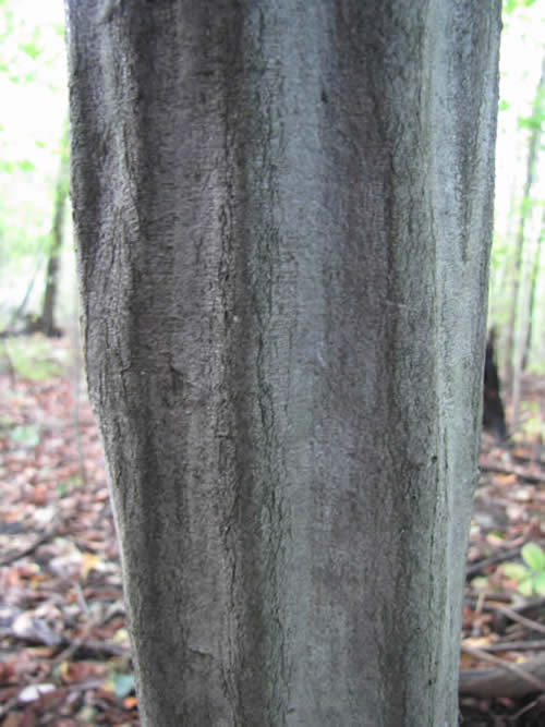 Blue Beech Bark