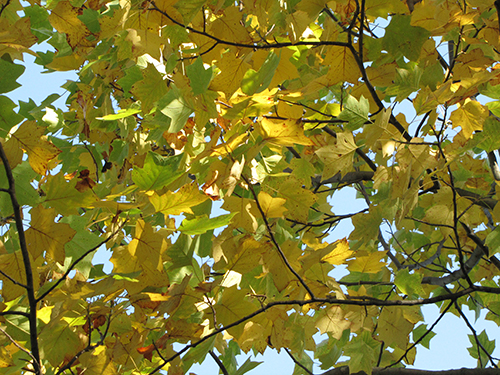 Yellow Tulip Tree Leaves