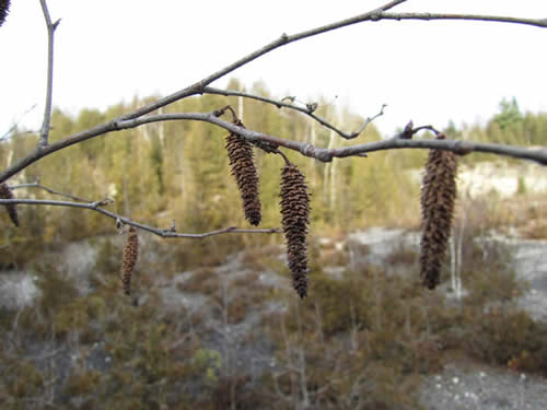 Paper birch fruiting catkins