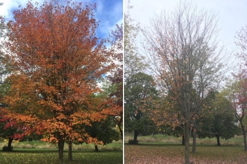 Red maple - Jarvie et al