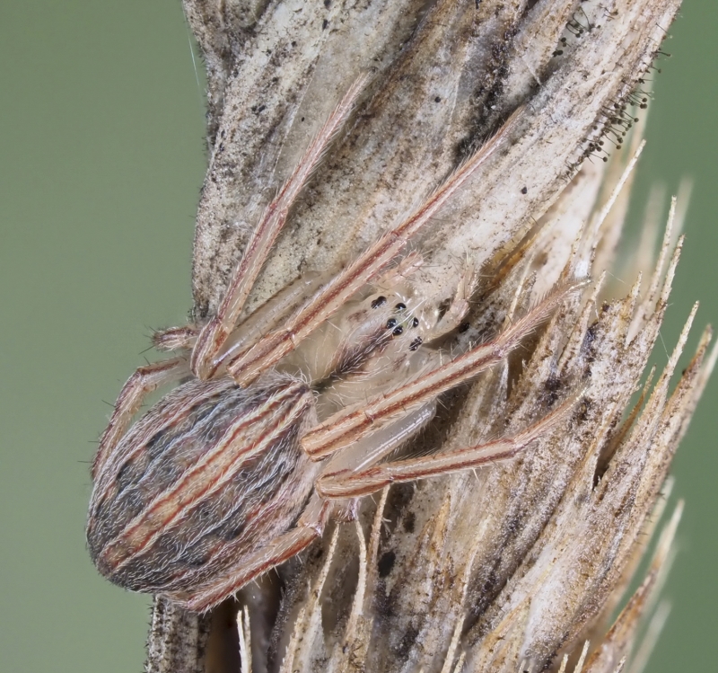 Larinia borealis