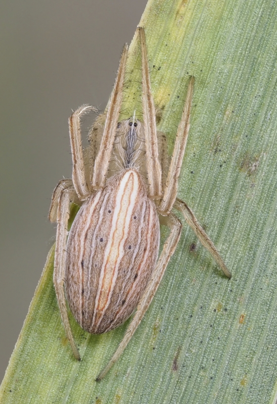 Larinia borealis