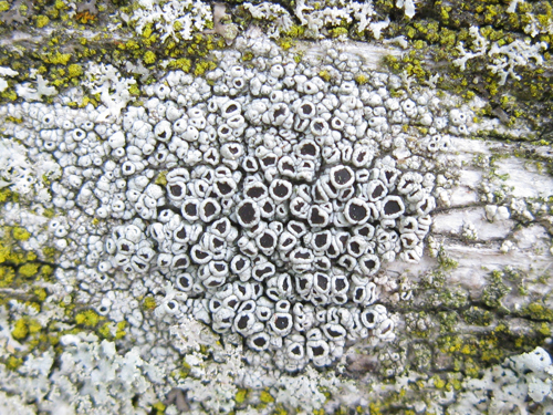Lichens come in many shapes, sizes and colours. This is Brown-eyed Rim Lichen, Lecanora hybocarpa. Photo by Troy McMullin.