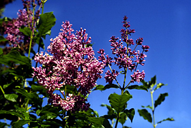 Lilac Tree