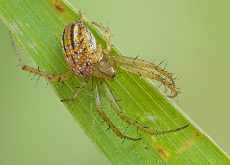 Mangora gibberosa (Lined Orbweaver). Photo by John Reaume. 