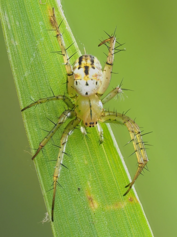 Mangora gibberosa (Lined Orbweaver). Photo by John Reaume. 