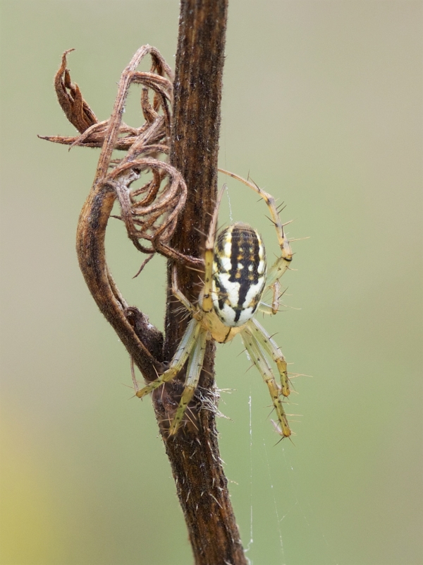 Mangora gibberosa (Lined Orbweaver). Photo by John Reaume. 