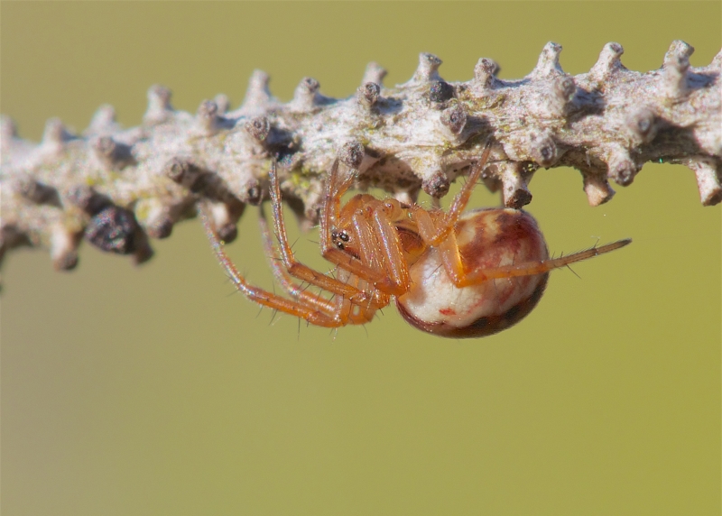 Mangora placida (Tuftlegged Orbweaver). Photo by John Reaume. 