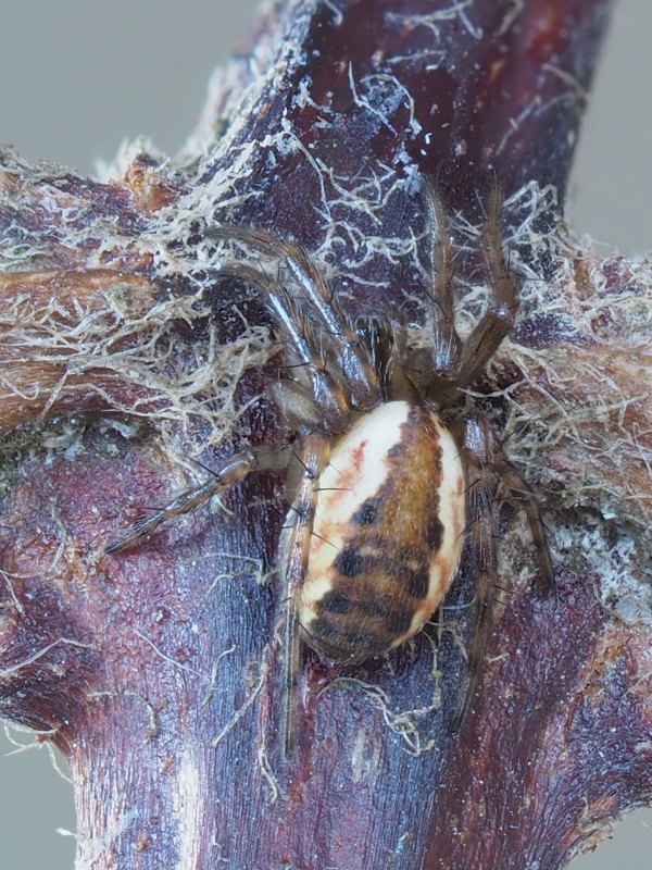 Mangora placida (Tuftlegged Orbweaver). Photo by John Reaume. 