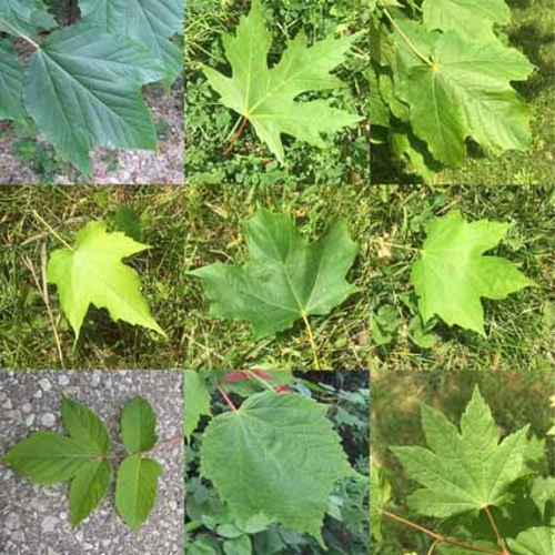 maple leaves Quiz
