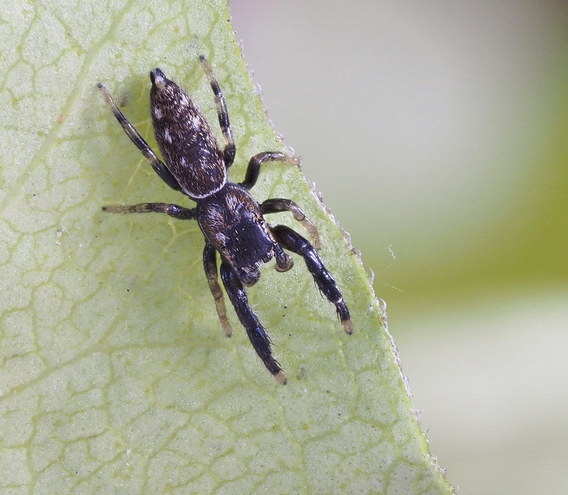 Immature Marpissa formosa. Photo by John Reaume. 