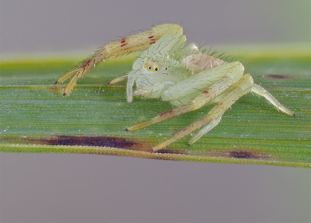 Mecaphesa asperata