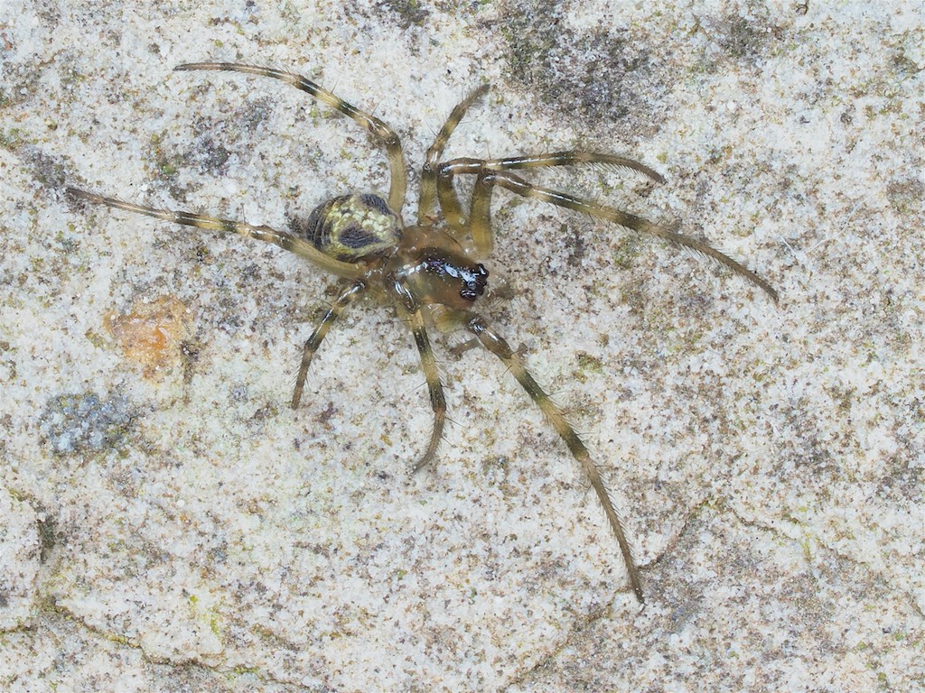 Immature Meta ovalis found on Algonquin Beaver Pond Trail. Photo by John Reaume. 
