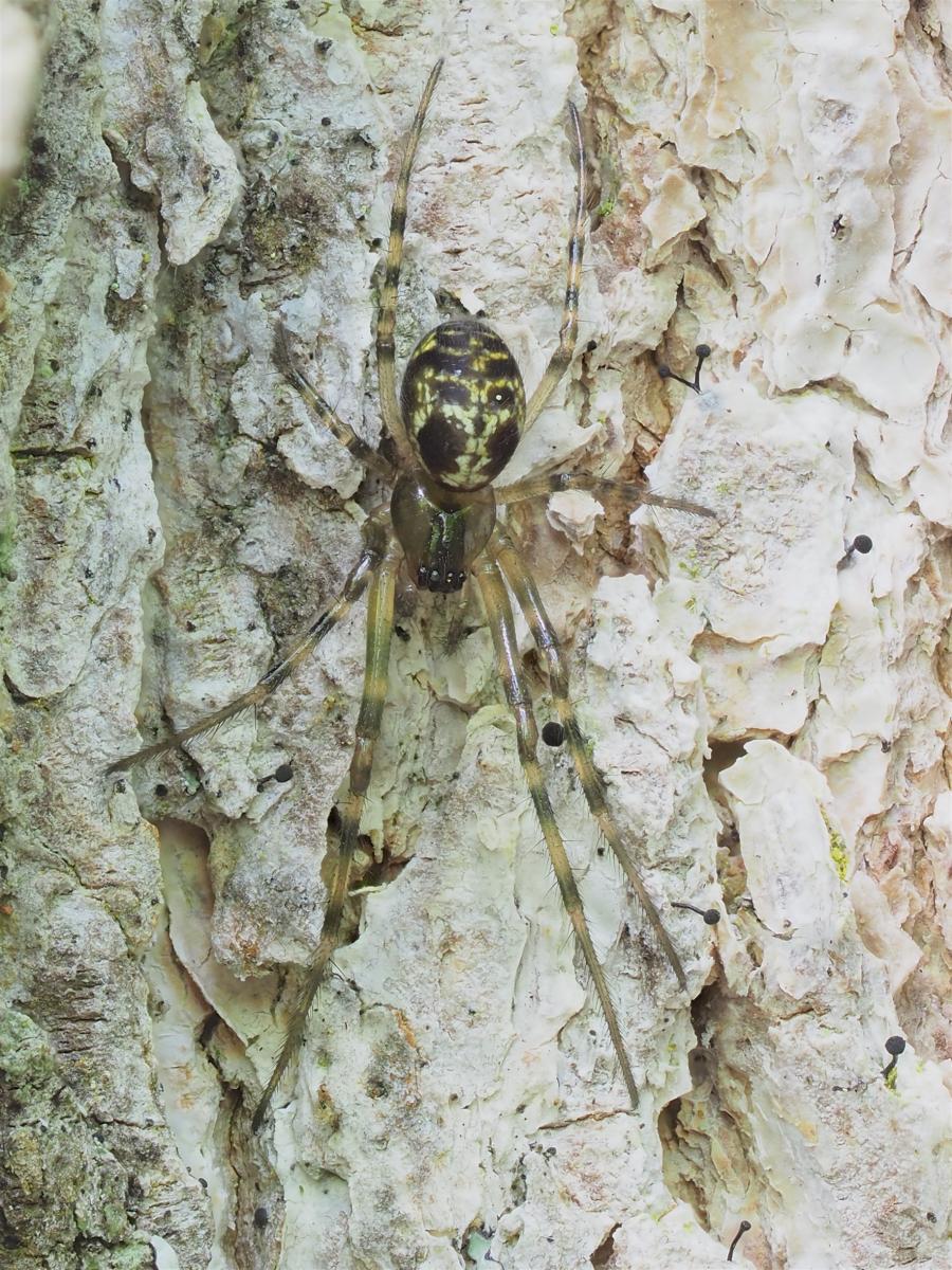 Immature Meta ovalis found on Algonquin Beaver Pond Trail. Photo by John Reaume. 