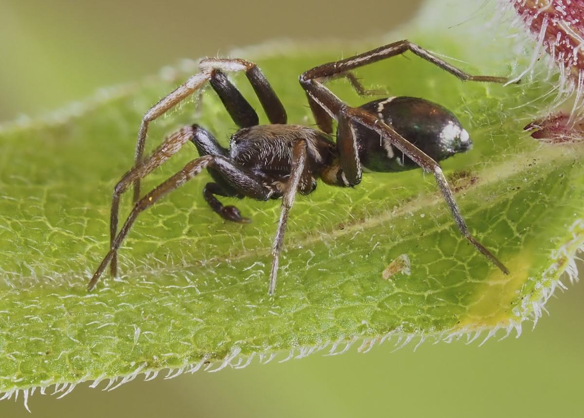 Micaria pulicaria. Photo by John Reaume. 
