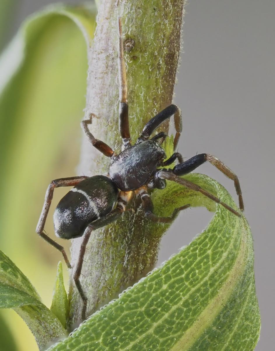 Micaria pulicaria. Photo by John Reaume. 