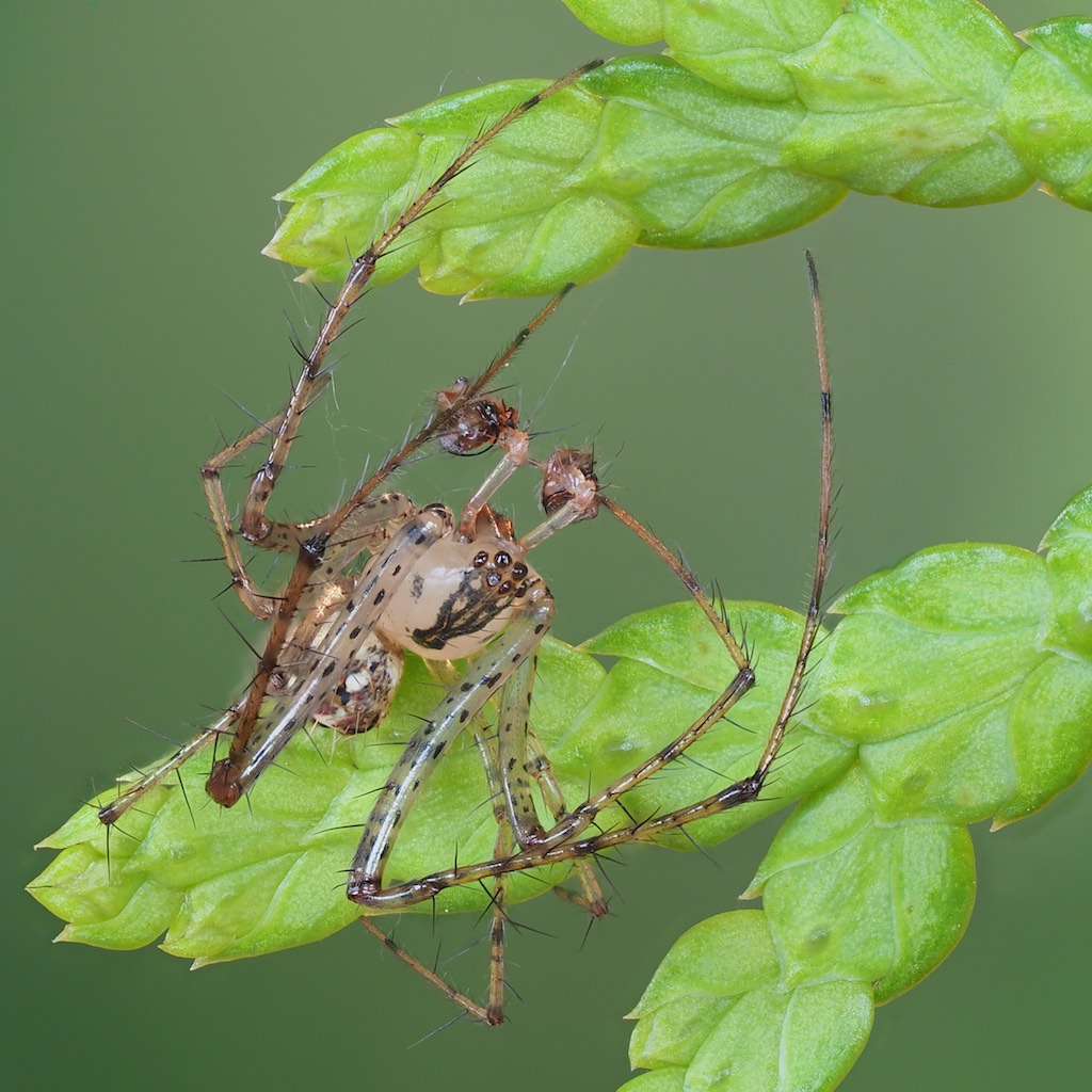 Mimetus puritanus. Photo by John Reaume. 