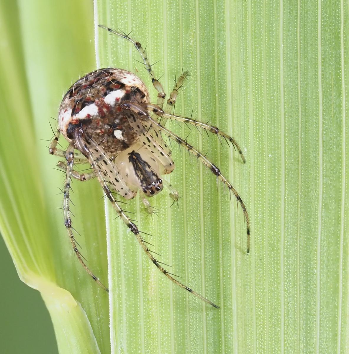 Mimetus puritanus. Photo by John Reaume. 