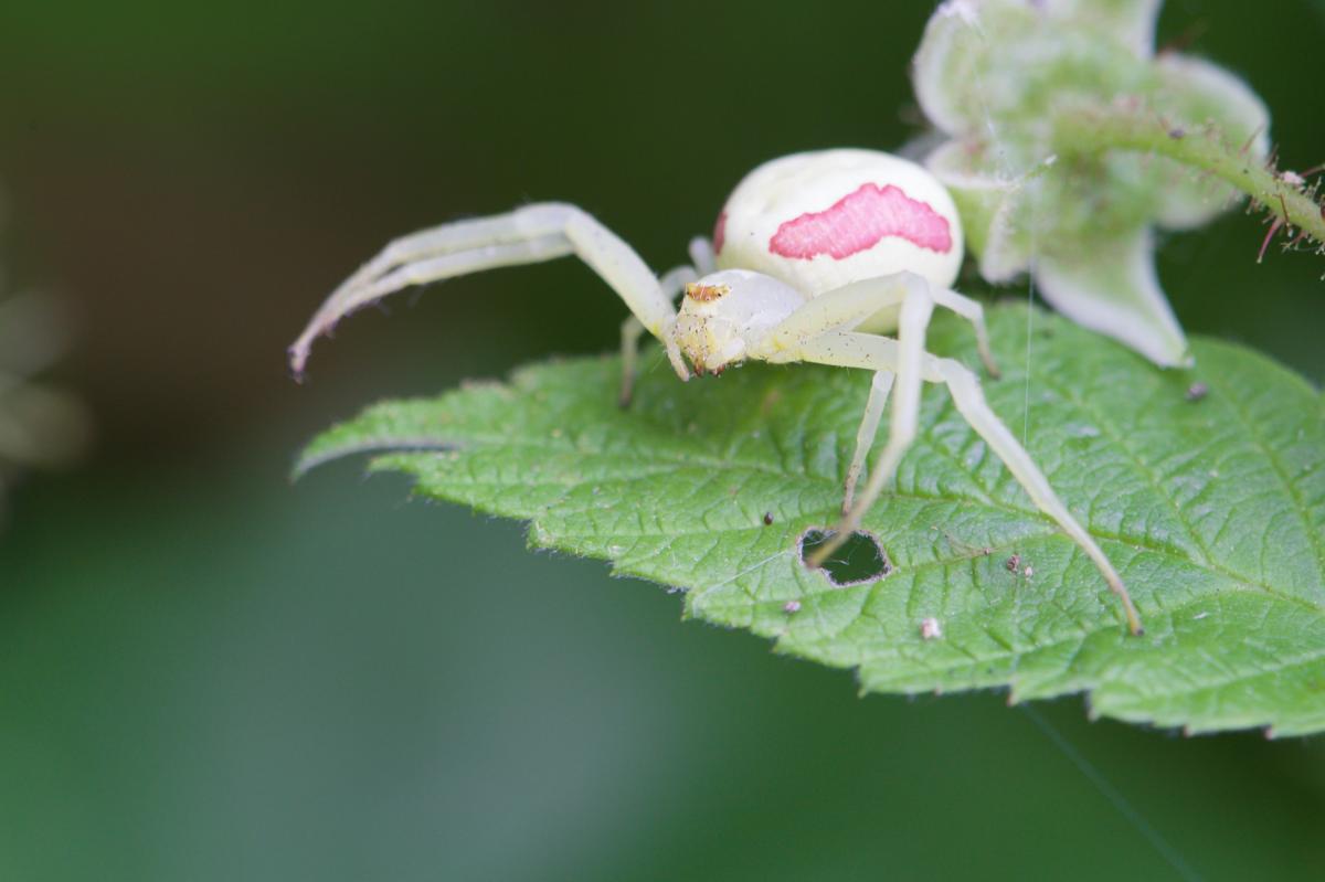 Misumena vatia (Goldenrod Crab Spider). Photo by John Reaume. 