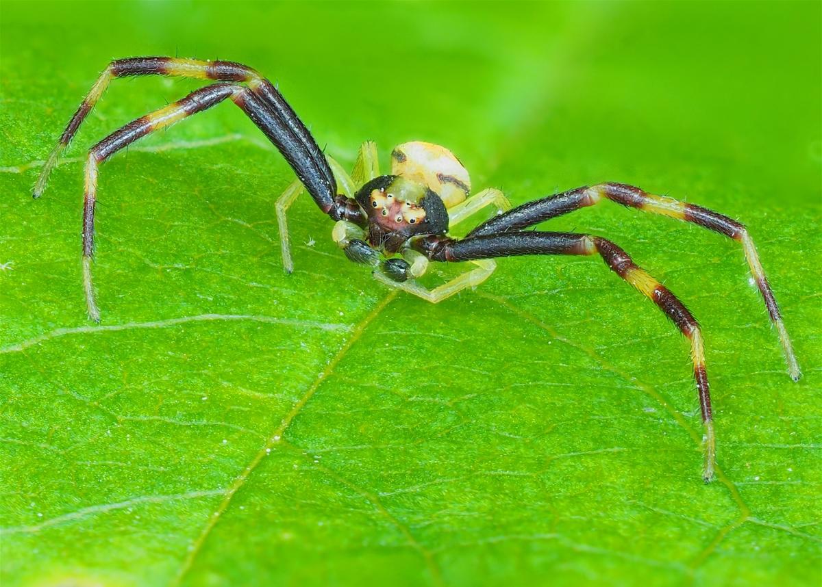 Misumena vatia (Goldenrod Crab Spider). Photo by John Reaume. 