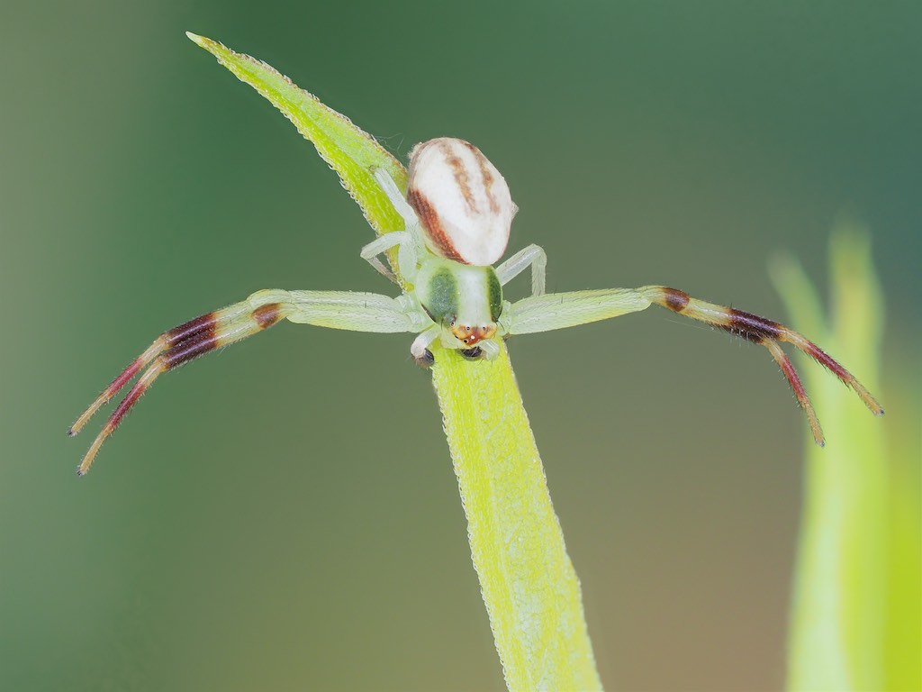 Misumena vatia (Goldenrod Crab Spider). Photo by John Reaume. 