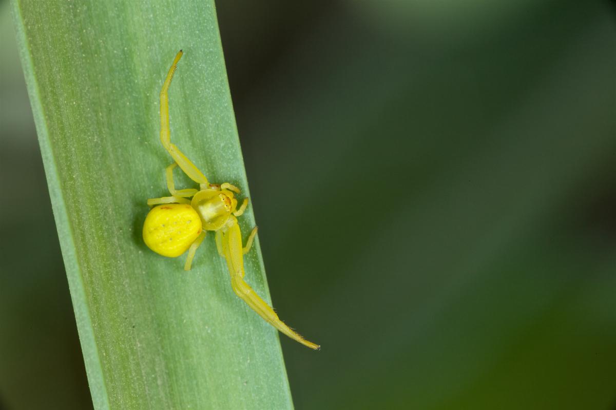 Misumena vatia (Goldenrod Crab Spider). Photo by John Reaume. 