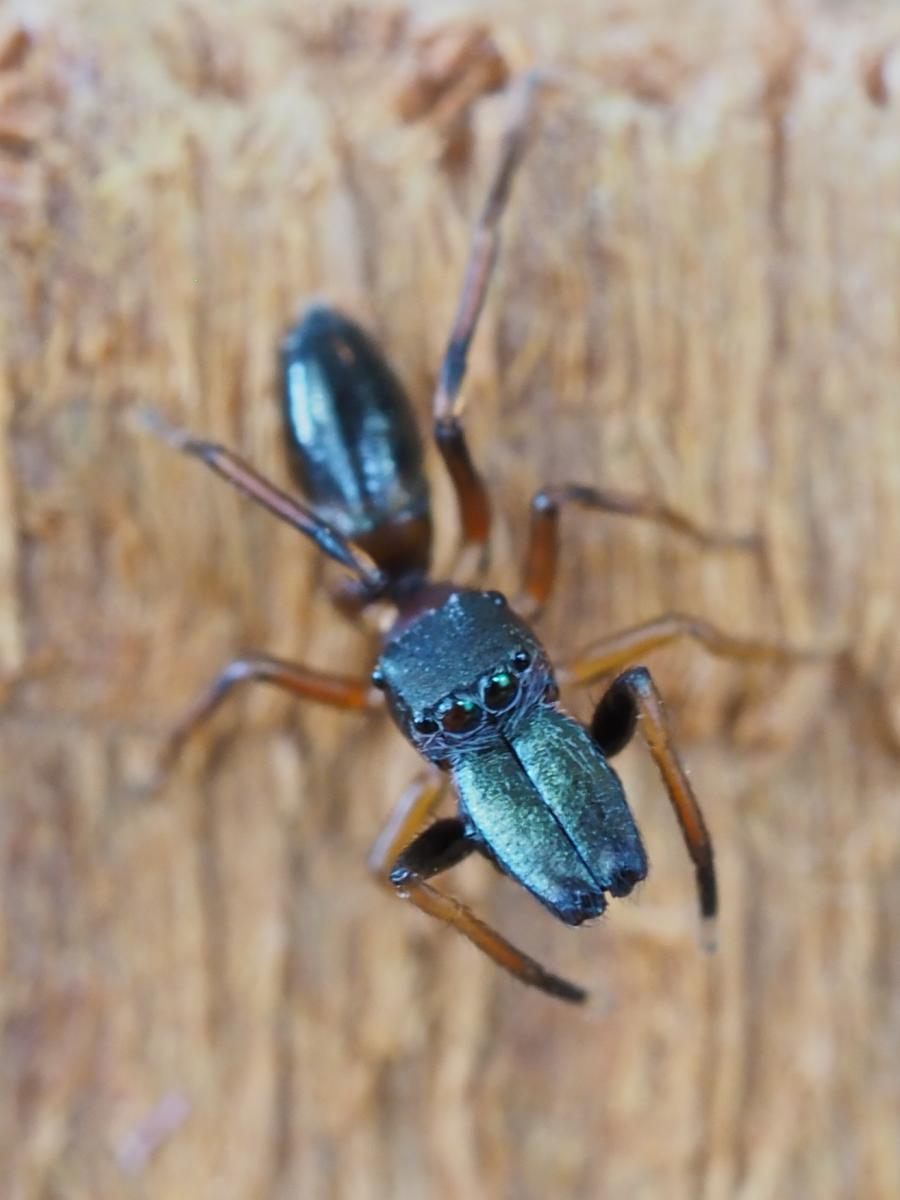 Myrmarachne formicaria. Photo by John Reaume. 