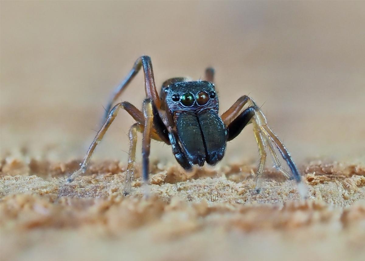 Myrmarachne formicaria. Photo by John Reaume. 