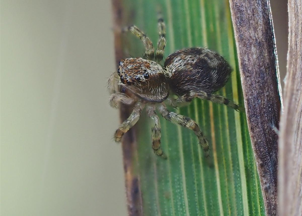 Naphrys pulex