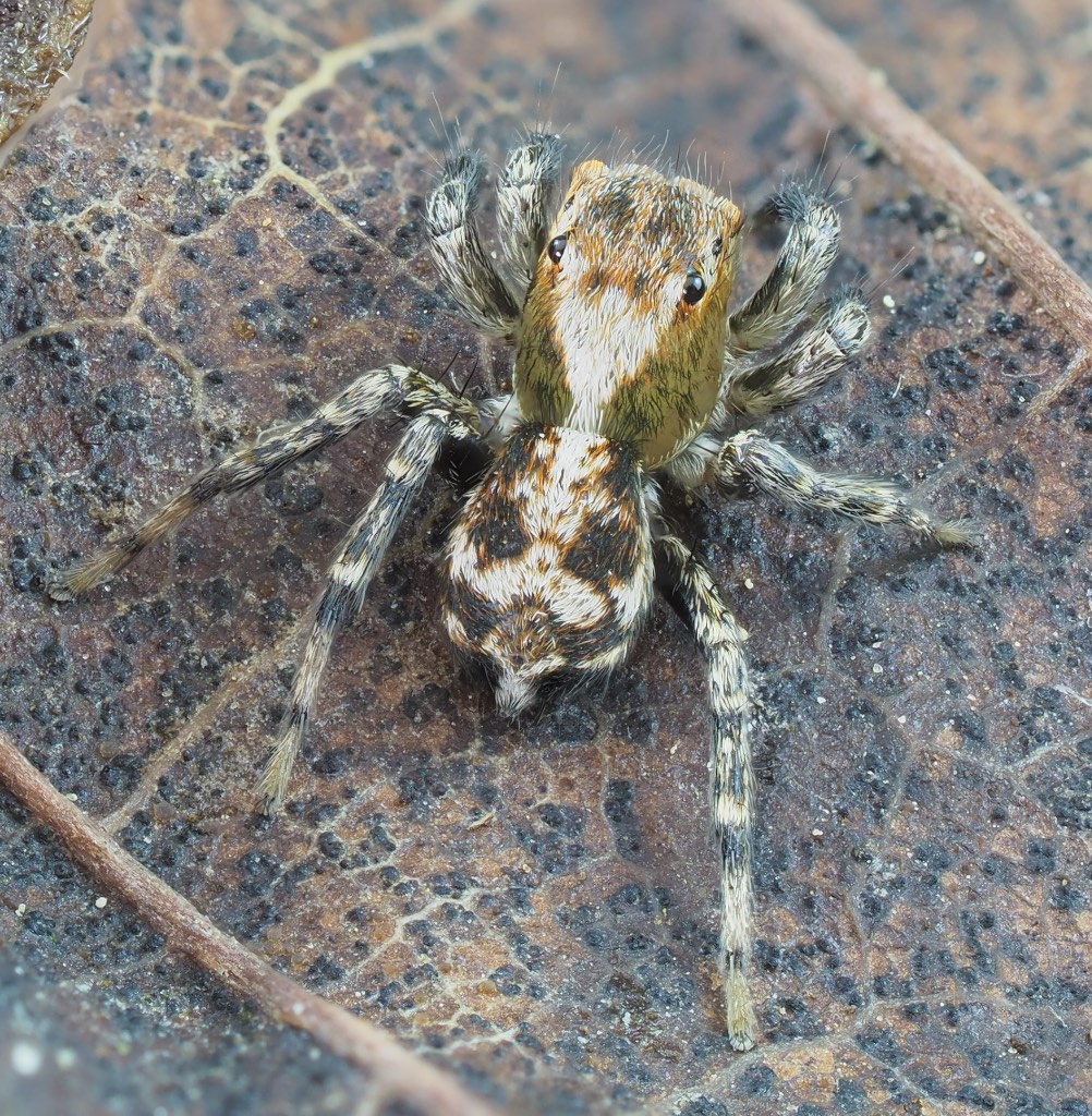 Naphrys pulex. Photo by John Reaume. 