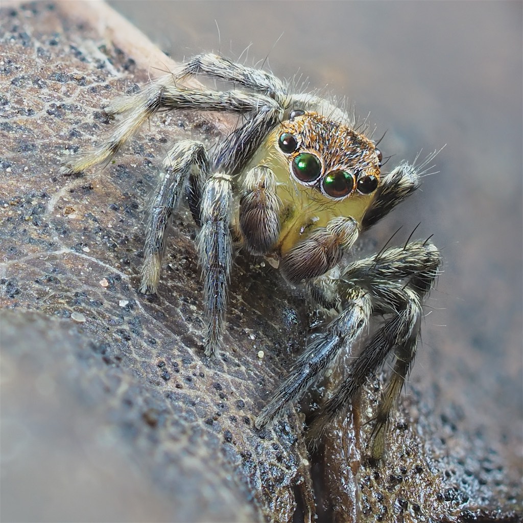 Naphrys pulex. Photo by John Reaume. 
