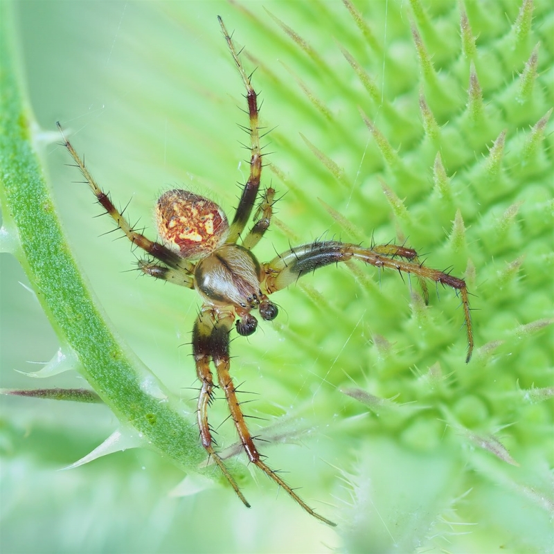 Neoscona arabesca (Arabesque Orbweaver). Photo by John Reaume. 