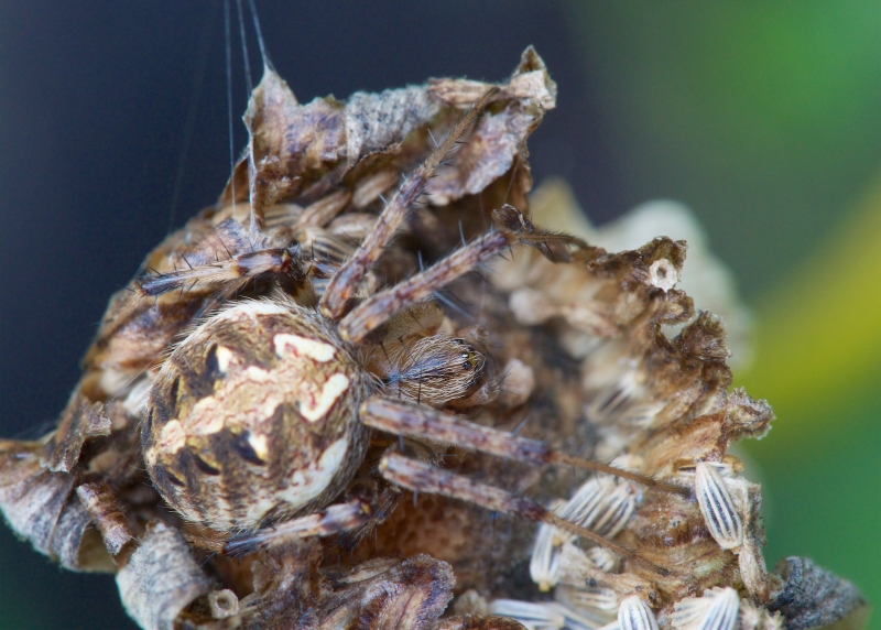 Neoscona arabesca (Arabesque Orbweaver). Photo by John Reaume. 