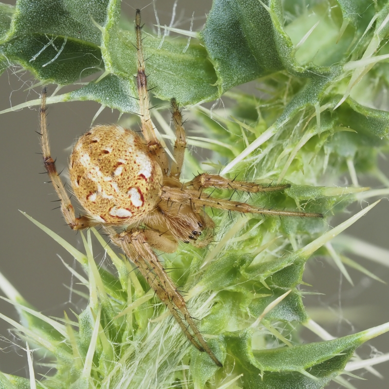 Neoscona arabesca (Arabesque Orbweaver). Photo by John Reaume. 