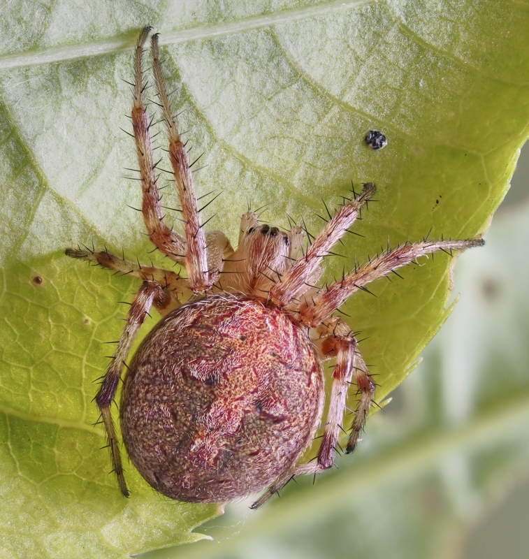 Neoscona arabesca (Arabesque Orbweaver). Photo by John Reaume. 