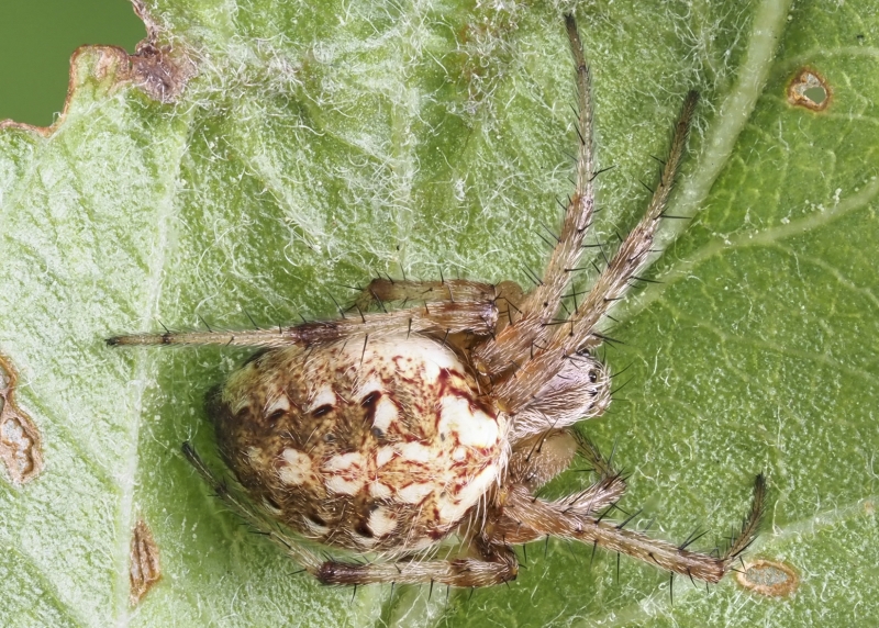 Neoscona arabesca (Arabesque Orbweaver). Photo by John Reaume. 