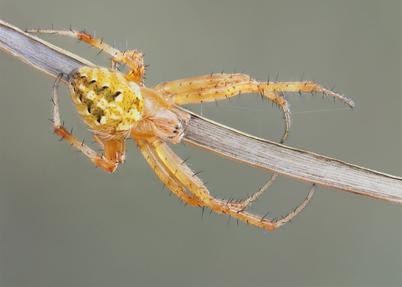 Neoscona arabesca (Arabesque Orbweaver). Photo by John Reaume. 