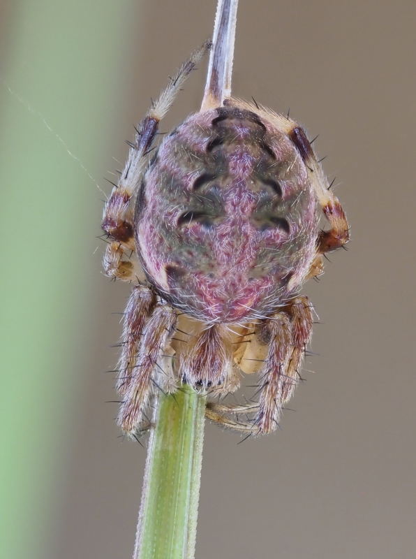 Neoscona arabesca (Arabesque Orbweaver). Photo by John Reaume. 