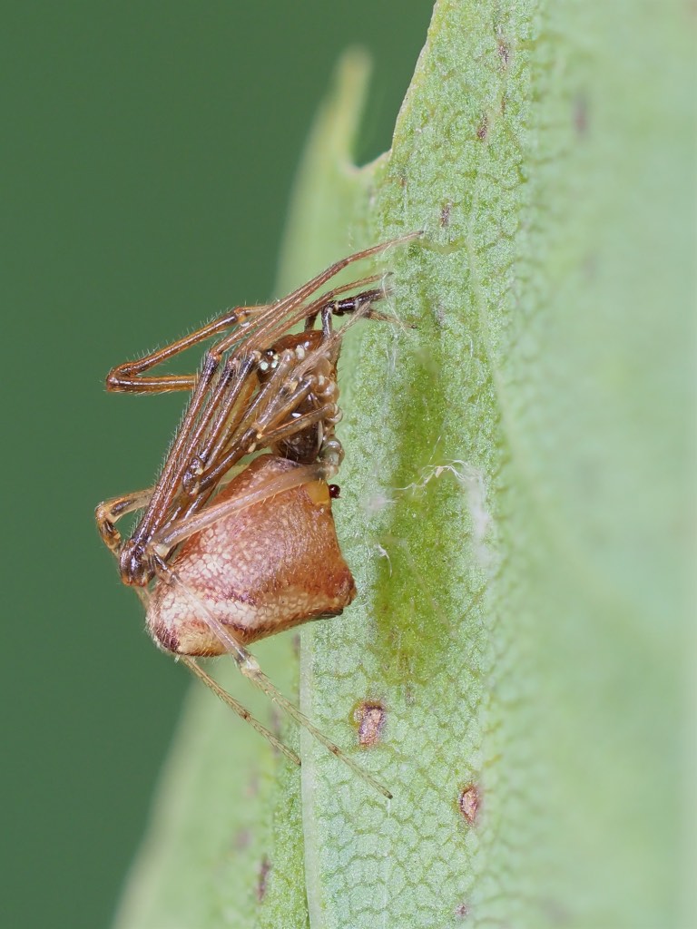 Neosintharus trigonum (Dewdrop Spider). Photo by John Reaume. 