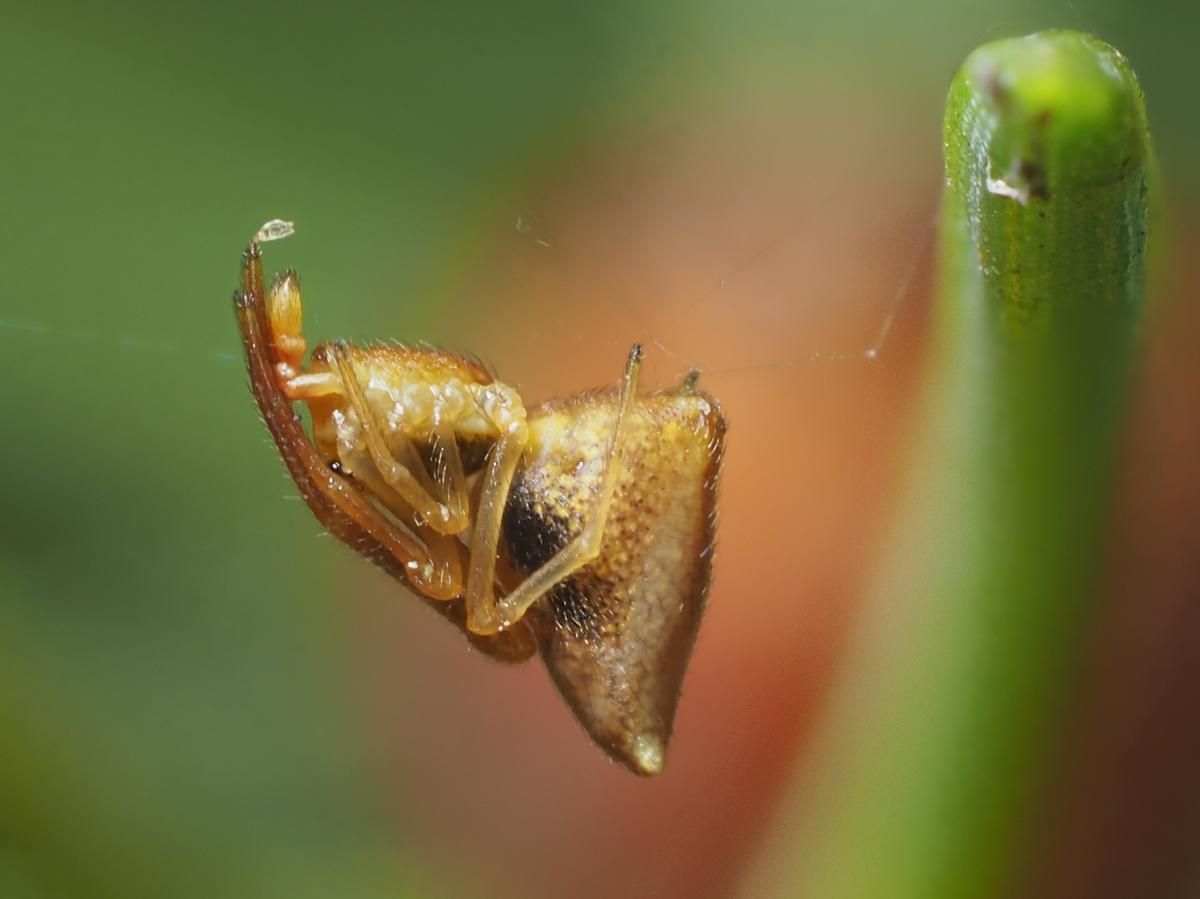 Neosintharus trigonum