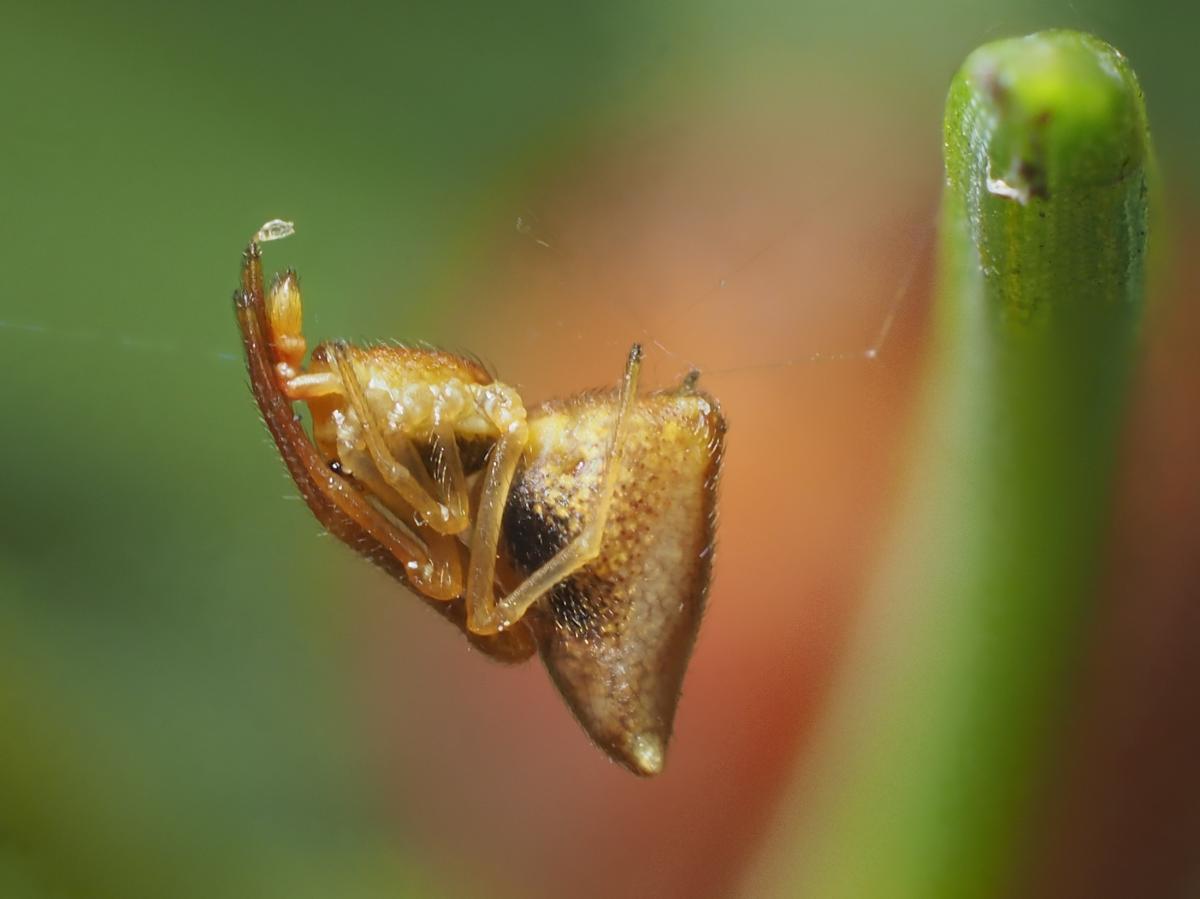 Neosintharus trigonum (Dewdrop Spider). Photo by John Reaume. 