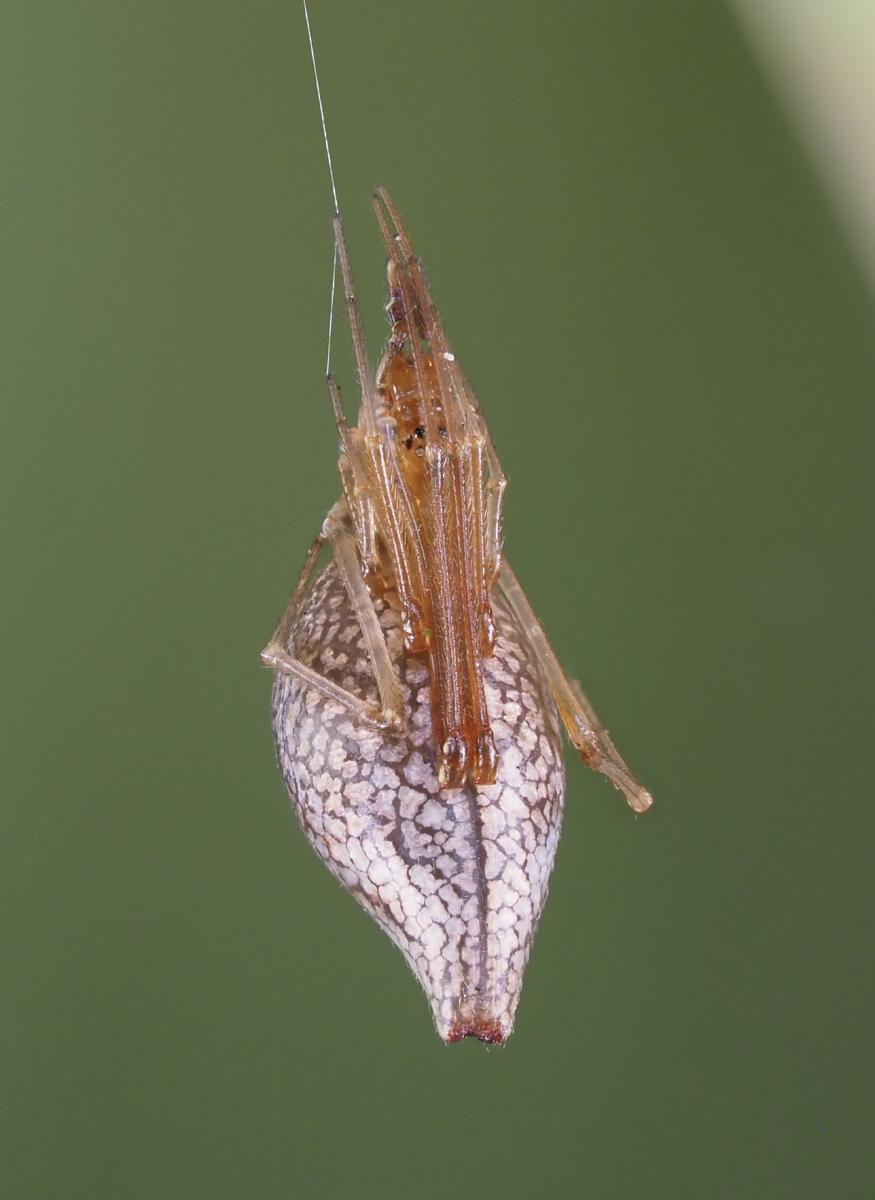 Neosintharus trigonum (Dewdrop Spider). Photo by John Reaume. 