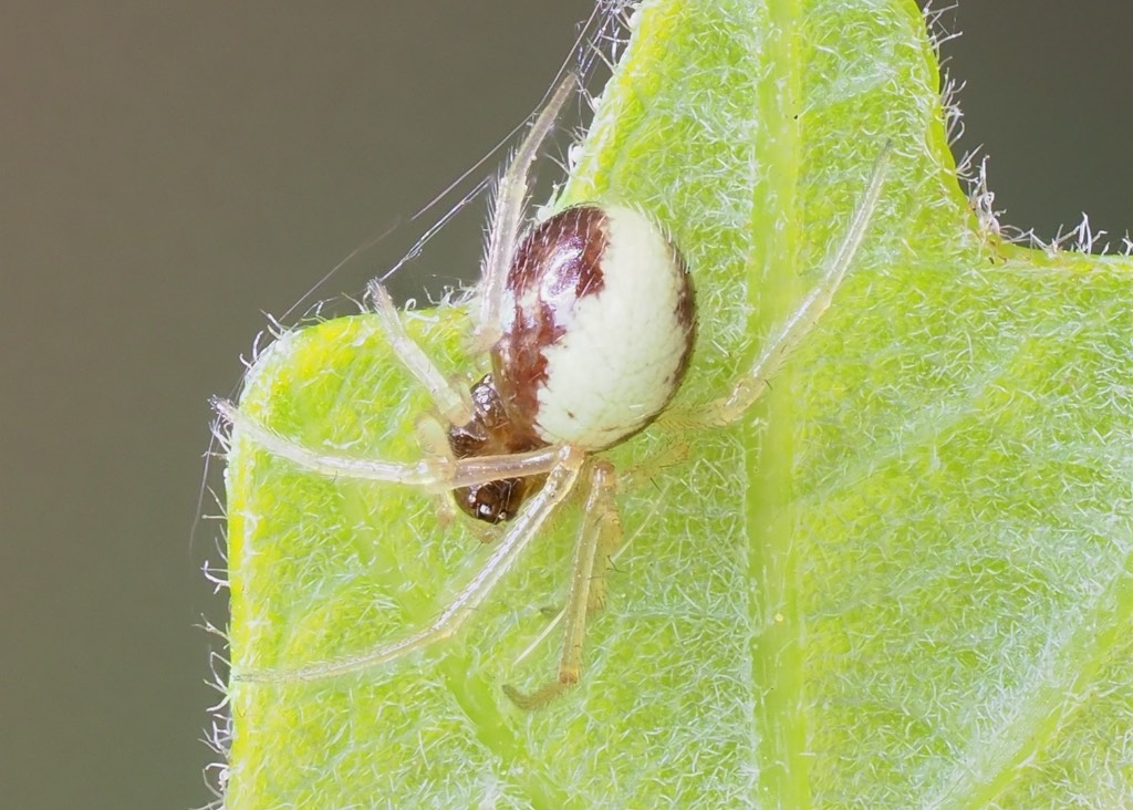 Neottiura bimaculata