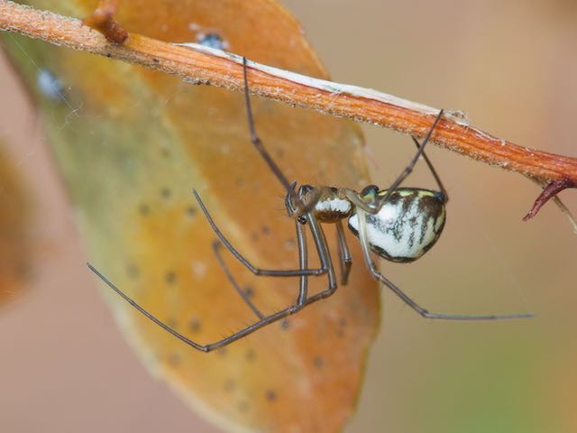 Neriene radiata
