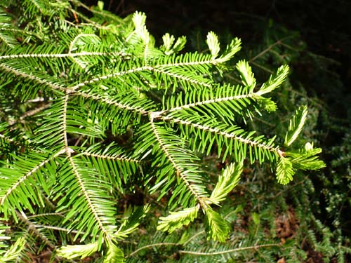 Balsam Fir new growth