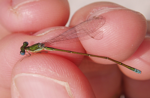 Sedge Sprite