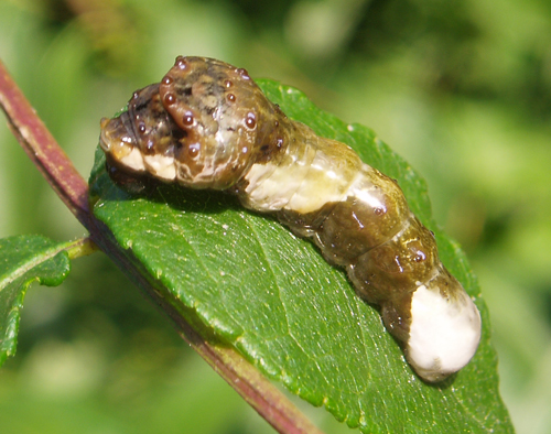 Giant Swallowtail caterpillar