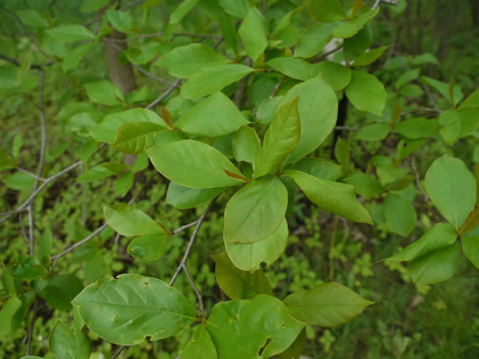 Black Gum Tree Leaves