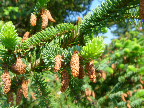 Red Spruce Cones