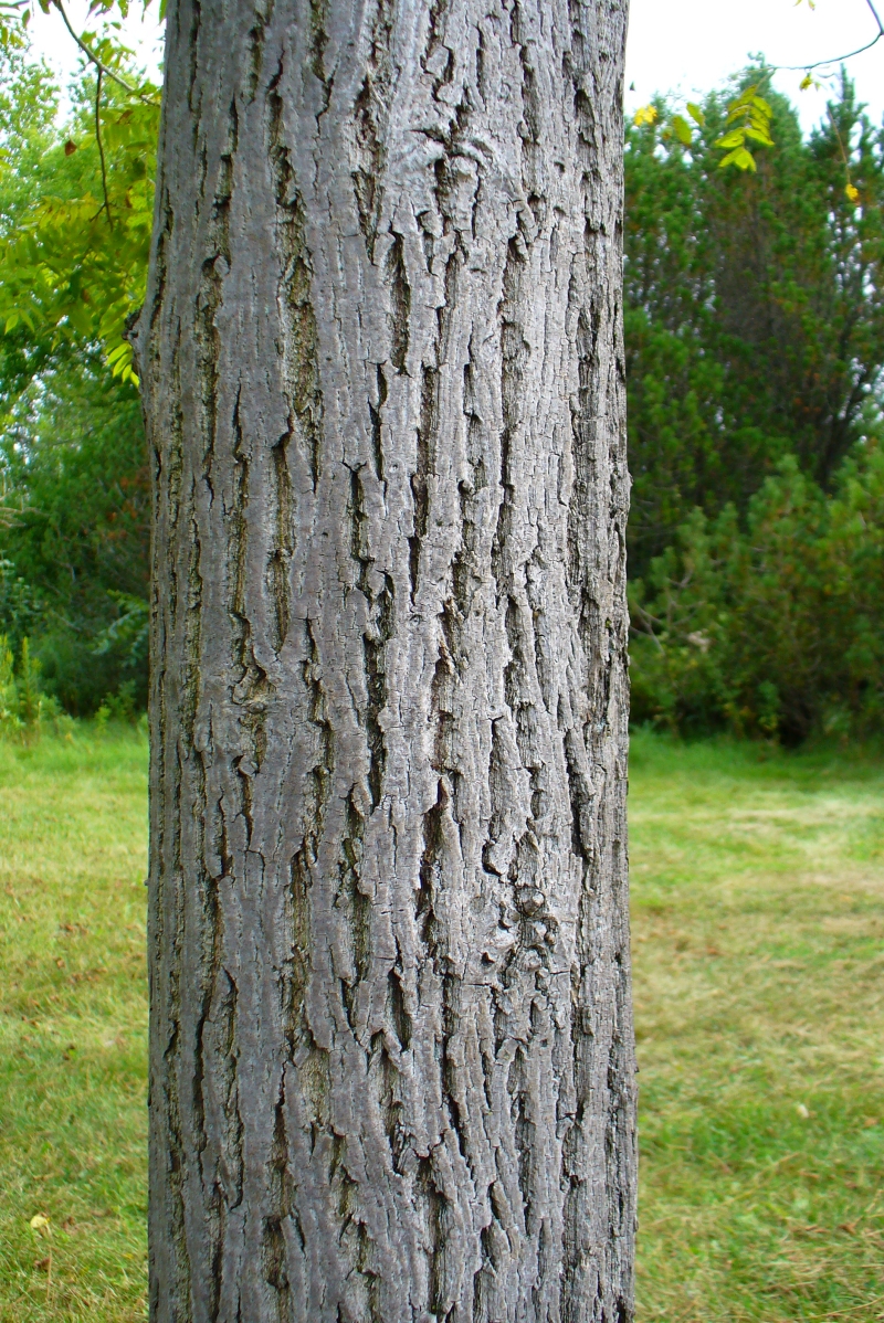 The bark is light gray and becomes more rigid and grooved with age. The ridges of the bark are flat-topped. Photo Sean Fox. 